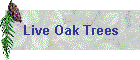 Live Oak Trees